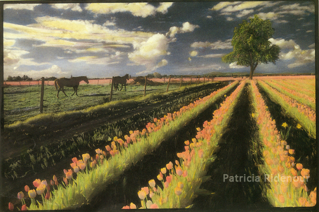 Patricia Ridenour_Skagit Vallery Tulip Field_Washington State Arts Commission Collection