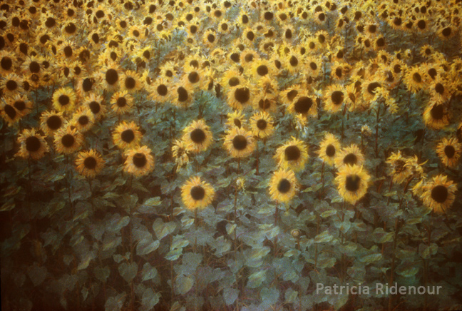 Patricia Ridenour_Sunflowers_France_Washington state arts commission_Permenent